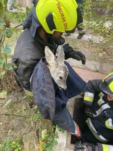 Őzike kiemelés után