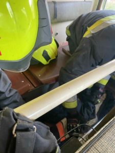 Őzike szállítás közben