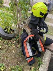 Őzike kiemelés után